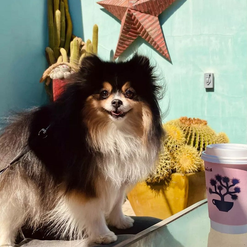 Custom Double Wall Paper Cup - Tree β Langma Packaging